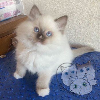 chaton Ragdoll Petrova Kateryna Trycoline’s