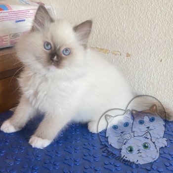 chaton Ragdoll Petrova Kateryna Trycoline’s