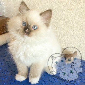 chaton Ragdoll Petrova Kateryna Trycoline’s chaton Ragdoll Petrova Kateryna Trycoline’s