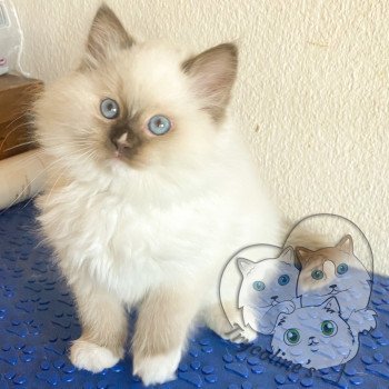 chaton Ragdoll Petrova Kateryna Trycoline’s