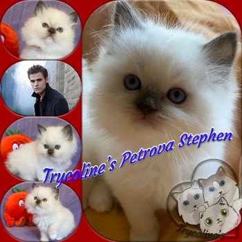 chaton Ragdoll Petrova Stephen Trycoline’s