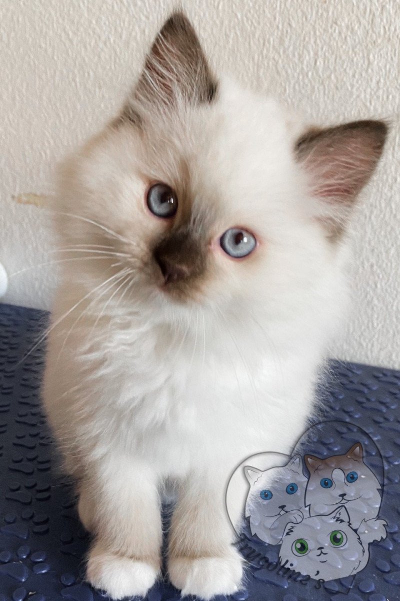 Trycoline’s Petrova Stephen Mâle Ragdoll Trycoline’s Petrova Stephen Mâle Ragdoll