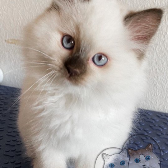 Trycoline’s Petrova Stephen Mâle Ragdoll