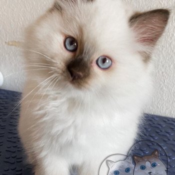 chaton Ragdoll Petrova Stephen Trycoline’s