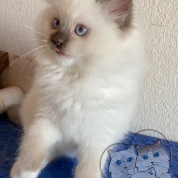 chaton Ragdoll Petrova Stephen Trycoline’s chaton Ragdoll Petrova Stephen Trycoline’s