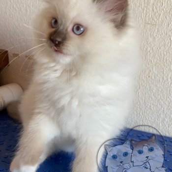 chaton Ragdoll Petrova Stephen Trycoline’s