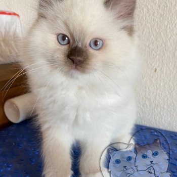 chaton Ragdoll Petrova Stephen Trycoline’s chaton Ragdoll Petrova Stephen Trycoline’s