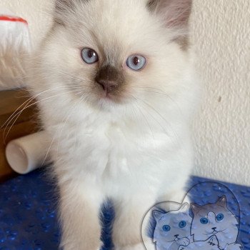 chaton Ragdoll Petrova Stephen Trycoline’s