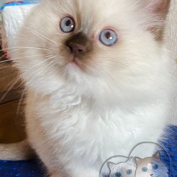 chaton Ragdoll Petrova Stephen Trycoline’s