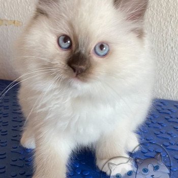 chaton Ragdoll Petrova Stephen Trycoline’s