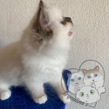 chaton Ragdoll Petrova Stephen Trycoline’s