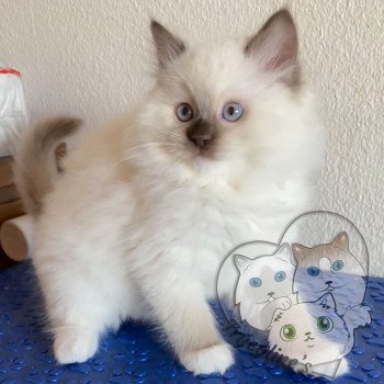 chaton Ragdoll Petrova Stephen Trycoline’s