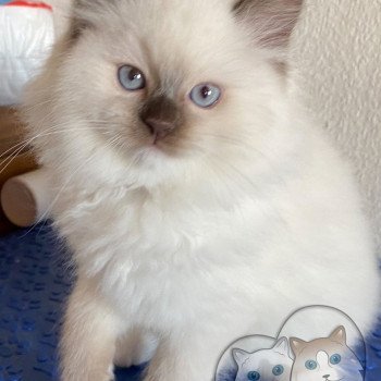 chaton Ragdoll Petrova Stephen Trycoline’s