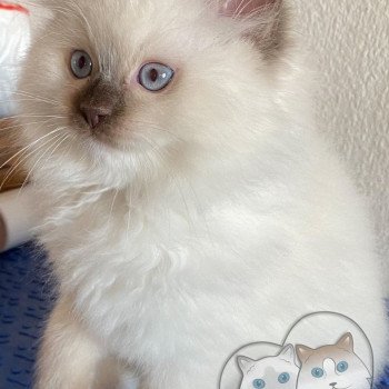 chaton Ragdoll Petrova Stephen Trycoline’s