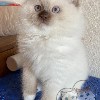 chaton Ragdoll Petrova Stephen Trycoline’s