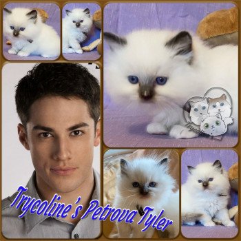 chaton Ragdoll Petrova Tyler Trycoline’s chaton Ragdoll Petrova Tyler Trycoline’s