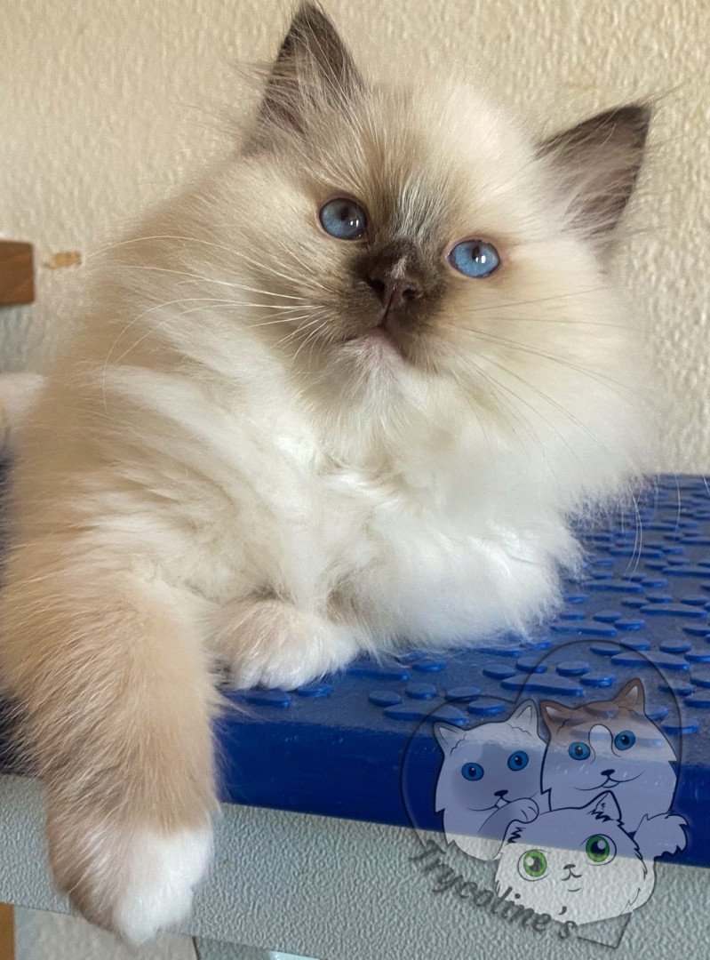 Trycoline’s Petrova Tyler Mâle Ragdoll Trycoline’s Petrova Tyler Mâle Ragdoll