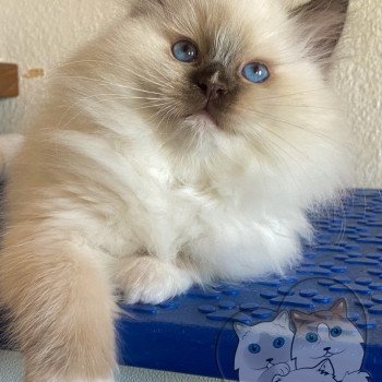 chaton Ragdoll Petrova Tyler Trycoline’s