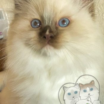 chaton Ragdoll Petrova Tyler Trycoline’s