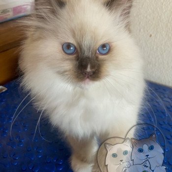 chaton Ragdoll Petrova Tyler Trycoline’s