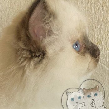 chaton Ragdoll Petrova Tyler Trycoline’s chaton Ragdoll Petrova Tyler Trycoline’s