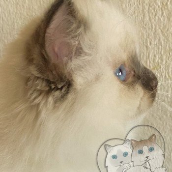 chaton Ragdoll Petrova Tyler Trycoline’s