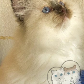 chaton Ragdoll Petrova Tyler Trycoline’s