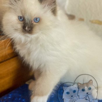 chaton Ragdoll Petrova Tyler Trycoline’s