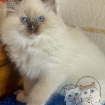 chaton Ragdoll Petrova Tyler Trycoline’s