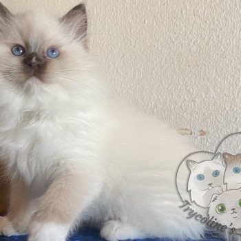 chaton Ragdoll Petrova Tyler Trycoline’s chaton Ragdoll Petrova Tyler Trycoline’s