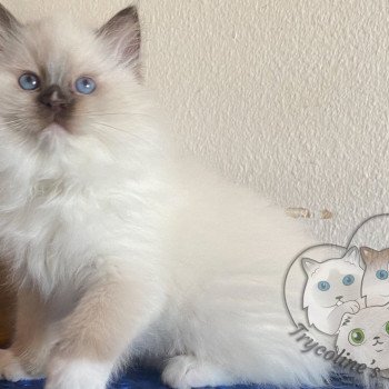 chaton Ragdoll Petrova Tyler Trycoline’s