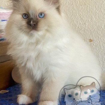 chaton Ragdoll Petrova Tyler Trycoline’s