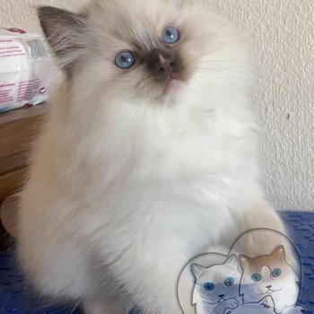 chaton Ragdoll Petrova Tyler Trycoline’s