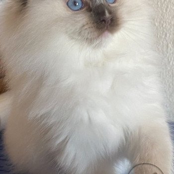 chaton Ragdoll Petrova Tyler Trycoline’s