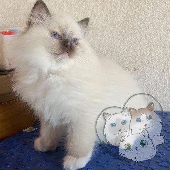 chaton Ragdoll Petrova Tyler Trycoline’s