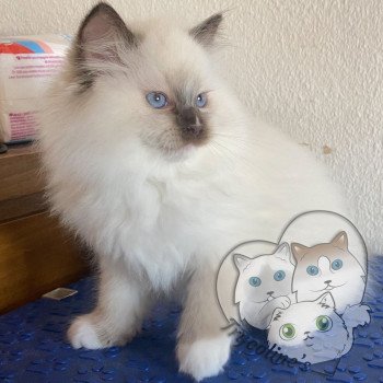 chaton Ragdoll Petrova Tyler Trycoline’s