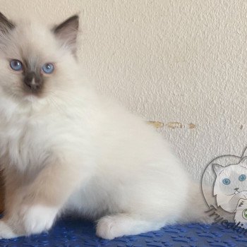 chaton Ragdoll Petrova Tyler Trycoline’s