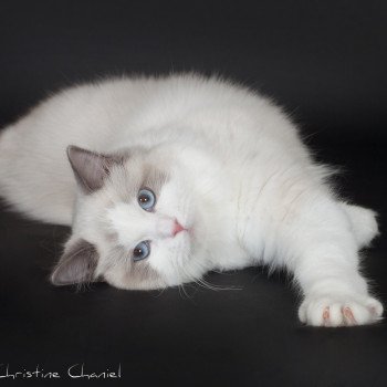 chat Ragdoll blue point & blanc Purple Plum Yuna Trycoline’s