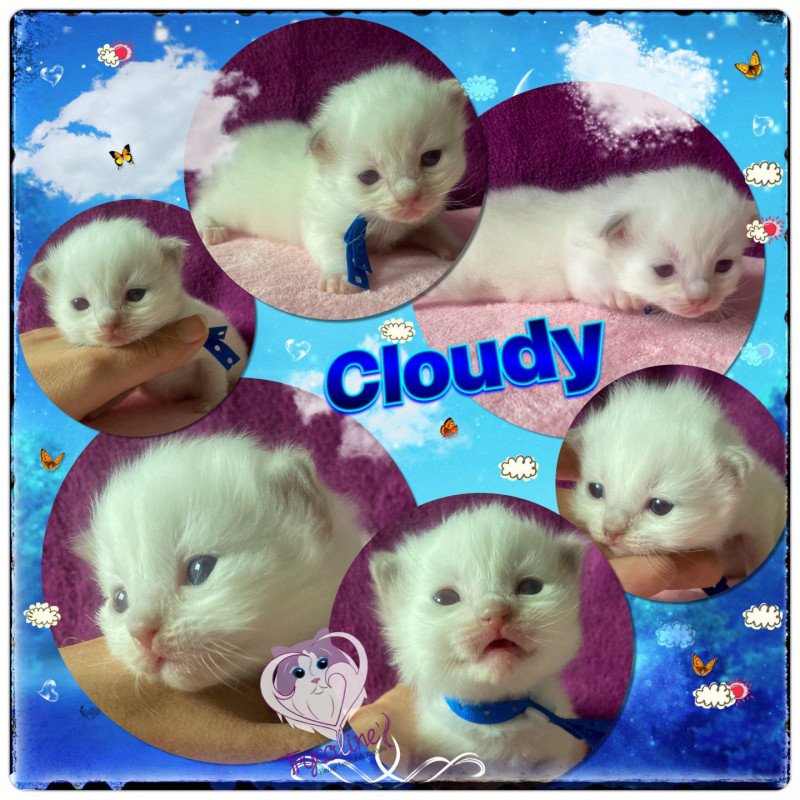 Trycoline’s Rainbow Cloudy Figaro Mâle Ragdoll