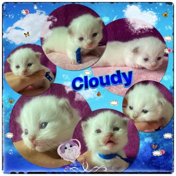 chaton Ragdoll Rainbow Cloudy Trycoline’s