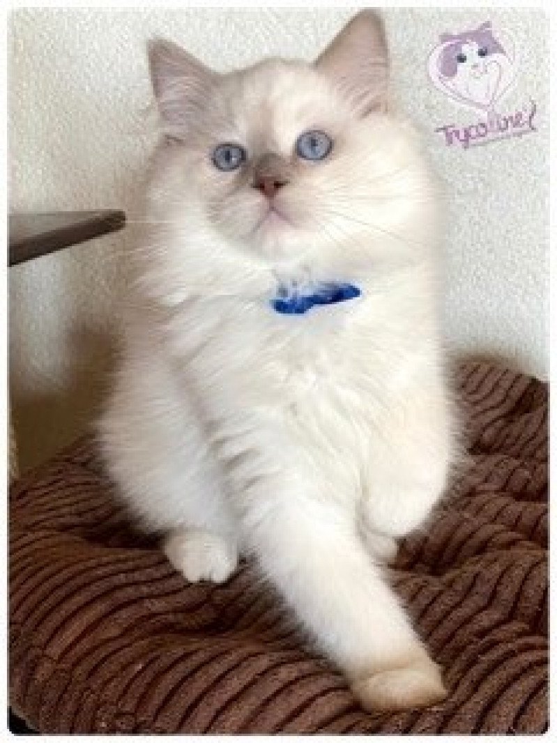 Trycoline’s Rainbow Cloudy Figaro Mâle Ragdoll