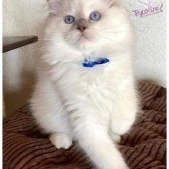chaton Ragdoll lilac point mitted Rainbow Cloudy Figaro Trycoline’s