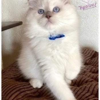 chaton Ragdoll lilac point mitted Rainbow Cloudy Figaro Trycoline’s chaton Ragdoll lilac point mitted Rainbow Cloudy Figaro Trycoline’s