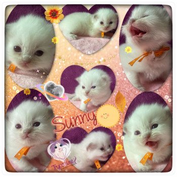 chaton Ragdoll Rainbow Sunny Trycoline’s chaton Ragdoll Rainbow Sunny Trycoline’s
