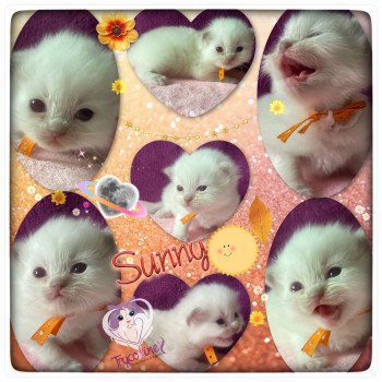 chaton Ragdoll Rainbow Sunny Trycoline’s