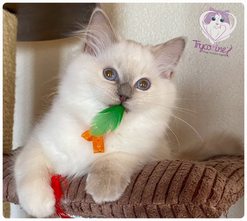 Trycoline’s Rainbow Sunny Femelle Ragdoll Trycoline’s Rainbow Sunny Femelle Ragdoll