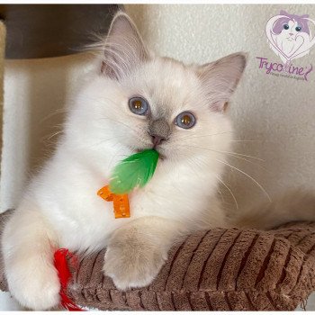 chaton Ragdoll lilac tortie point Rainbow Sunny Trycoline’s
