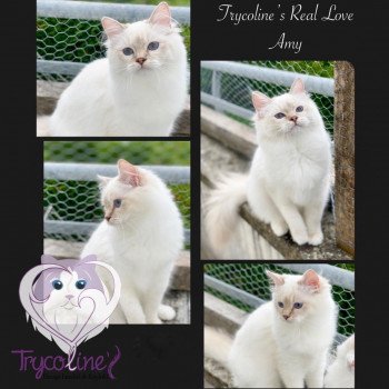 chat Ragdoll Real Love Amy Trycoline’s chat Ragdoll Real Love Amy Trycoline’s
