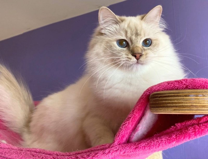 Trycoline’s Real Love Amy Femelle Ragdoll