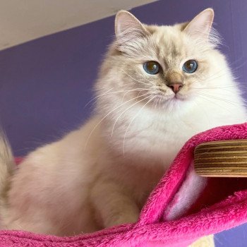 Trycoline’s Real Love Amy Femelle Ragdoll